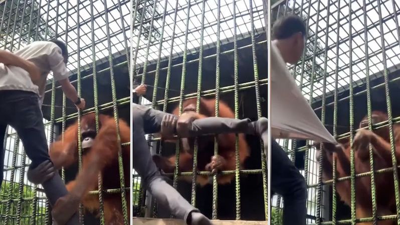Orangutan chytl návštěvníka zoo za nohu a nechtěl ho pustit